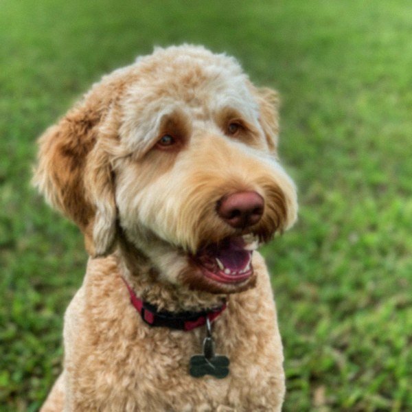 Labradoodle in Pembroke Pines, Florida