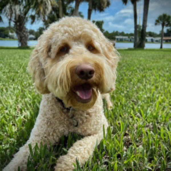 Labradoodle in Port St. Lucie, Florida