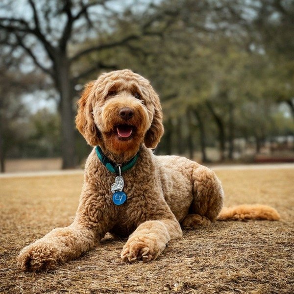 Labradoodle in San Antonio, Texas
