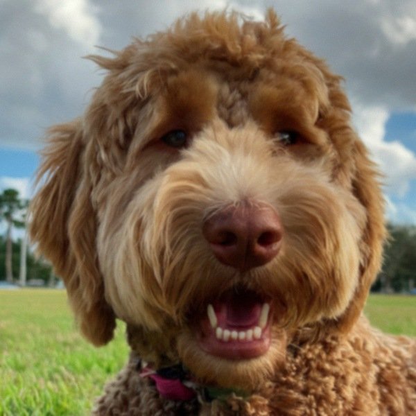 Labradoodle in St. Petersburg, Florida