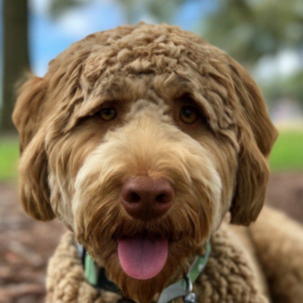 Labradoodle in St. Petersburg, Florida