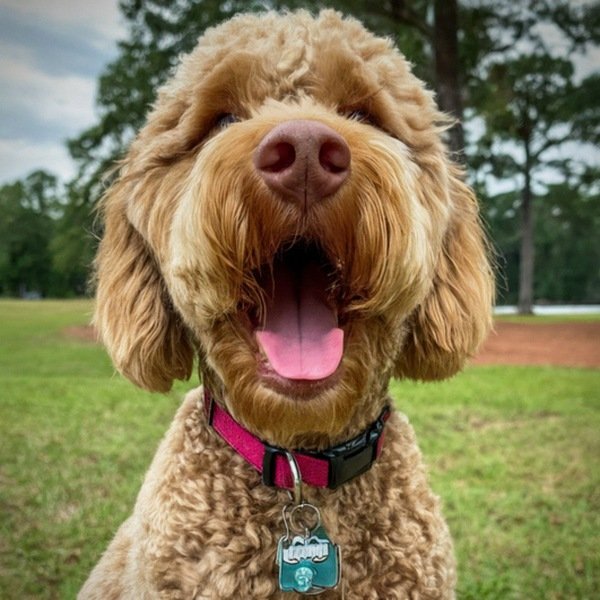 Labradoodle in Tallahassee, Florida