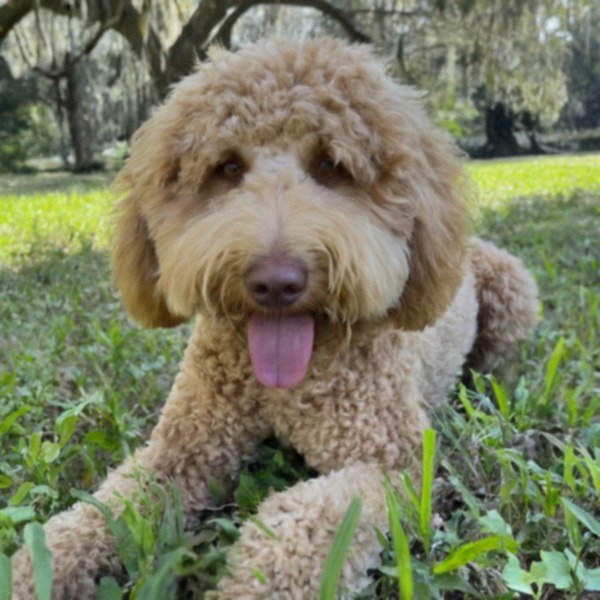 Labradoodle in Tampa, Florida