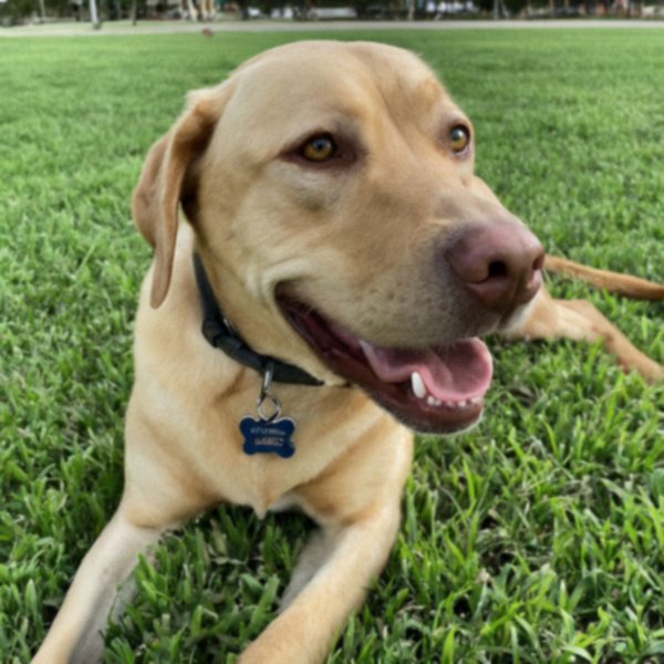 Labrador Retriever in Corpus Christi, Texas