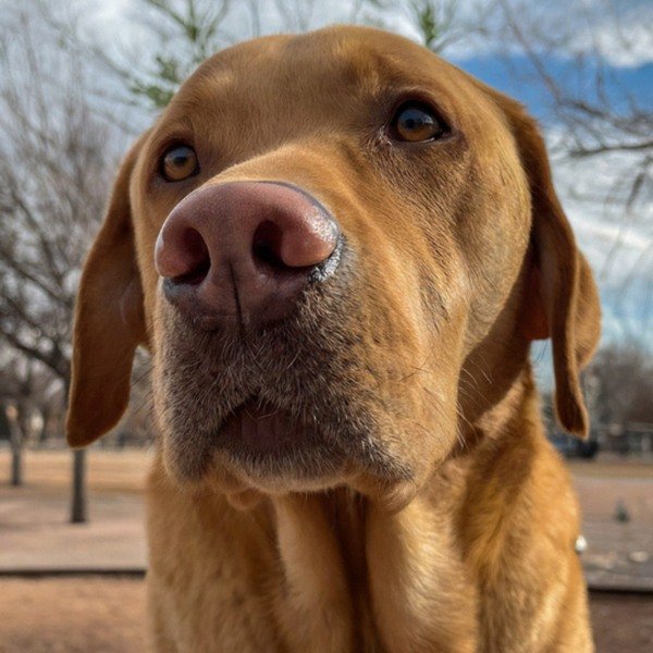 Labrador Retriever in El Paso, Texas