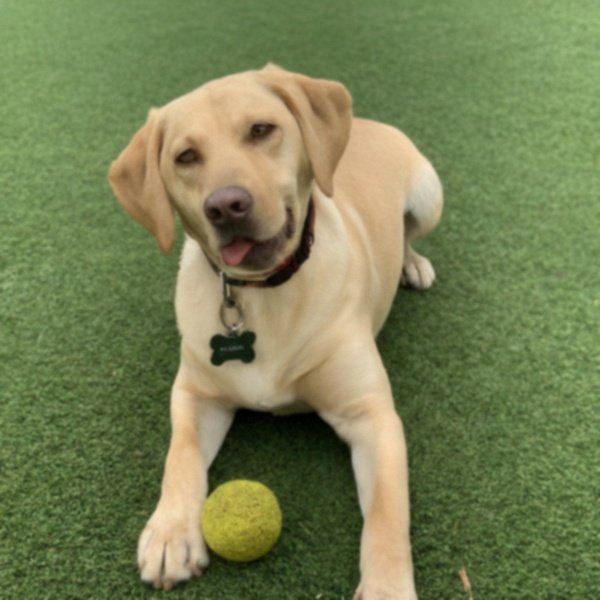 Labrador Retriever in Fort Worth, Texas