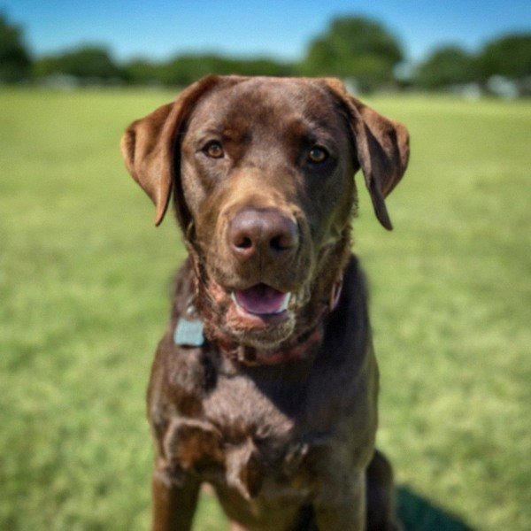Labrador Retriever in Frisco, Texas