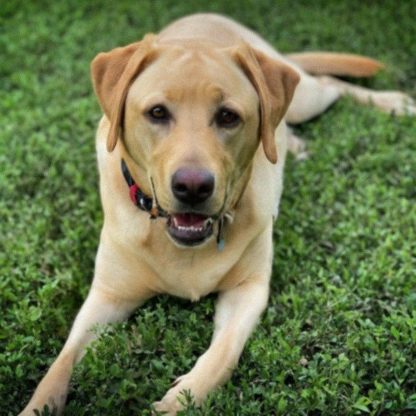 Labrador Retriever in Garland, Texas