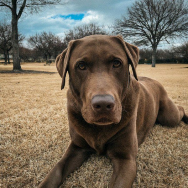 Labrador Retriever in Grand Prairie, Texas