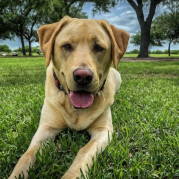 Labrador Retriever in Laredo, Texas