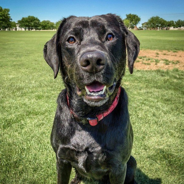 Labrador Retriever in Lubbock, Texas