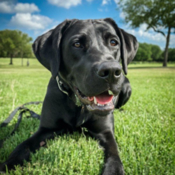 Labrador Retriever in McKinney, Texas