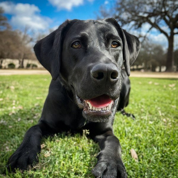 Labrador Retriever in San Antonio, Texas