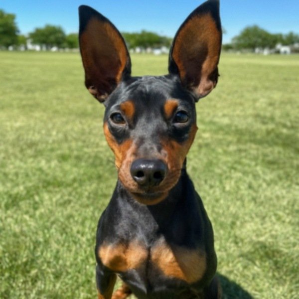 Miniature Pinscher in Amarillo, Texas