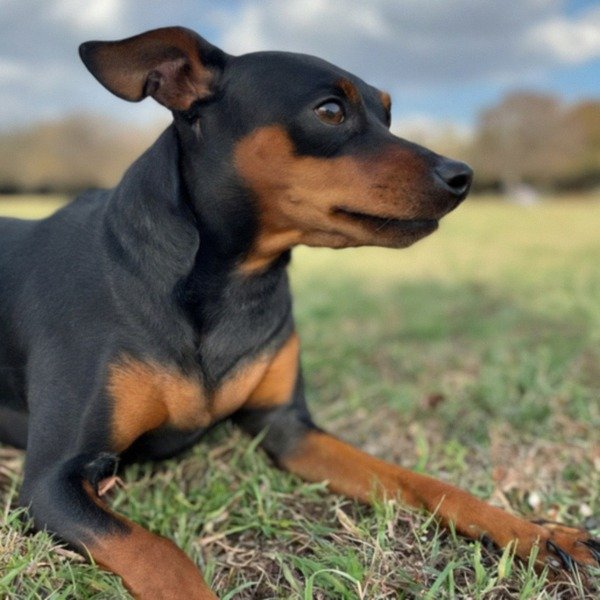 Miniature Pinscher in Austin, Texas