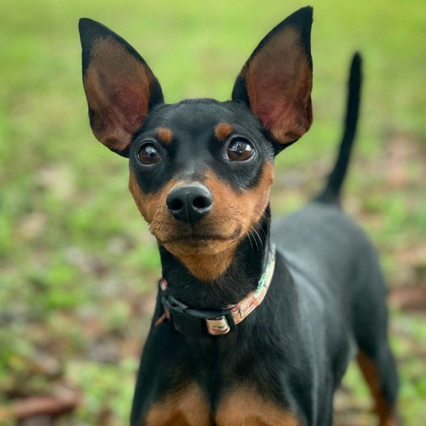 Miniature Pinscher in Cape Coral, Florida