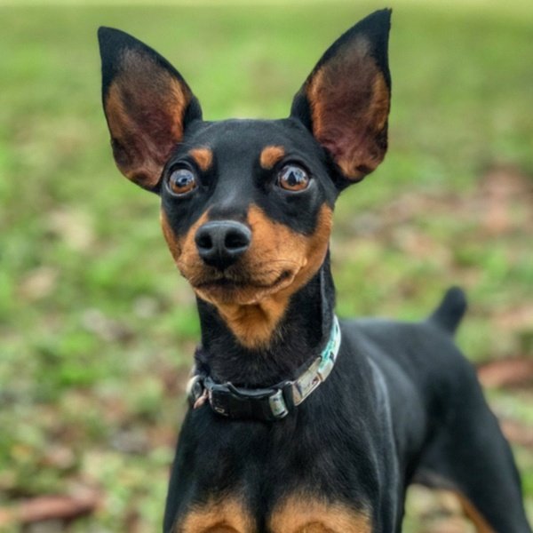 Miniature Pinscher in Corpus Christi, Texas