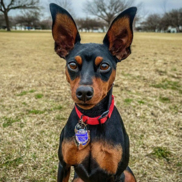 Miniature Pinscher in Dallas, Texas