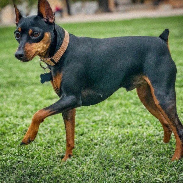 Miniature Pinscher in El Paso, Texas