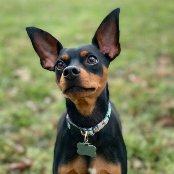 Miniature Pinscher in Frisco, Texas