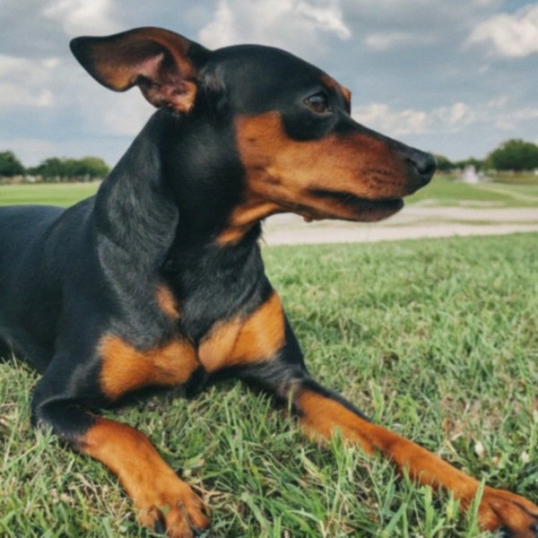 Miniature Pinscher in Grand Prairie, Texas