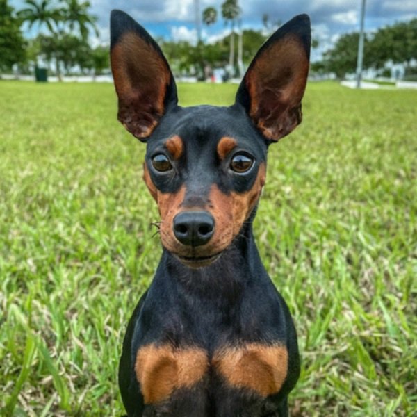 Miniature Pinscher in Hialeah, Florida