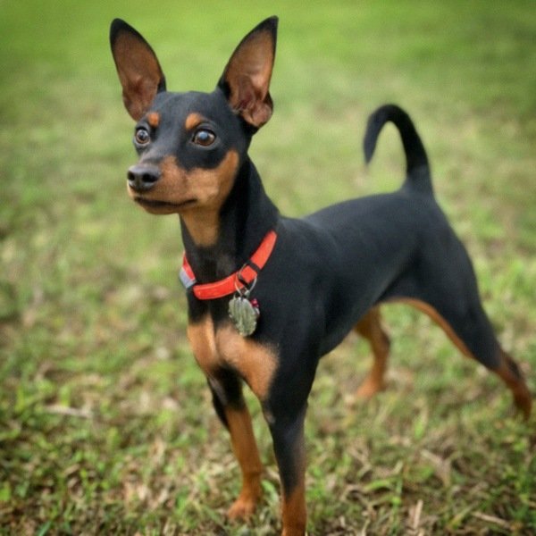 Miniature Pinscher in Jacksonville, Florida