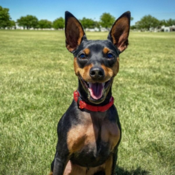 Miniature Pinscher in Lubbock, Texas