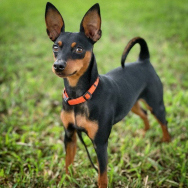 Miniature Pinscher in Miami, Florida
