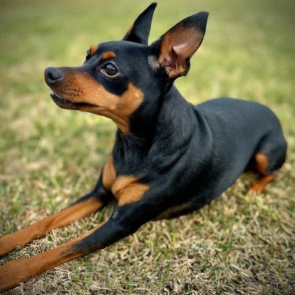 Miniature Pinscher in Plano, Texas