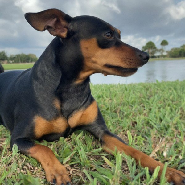 Miniature Pinscher in Port St. Lucie, Florida