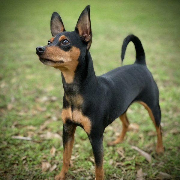 Miniature Pinscher in San Antonio, Texas