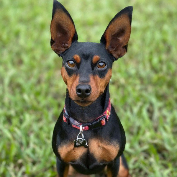 Miniature Pinscher in St. Petersburg, Florida