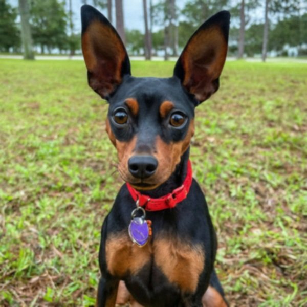 Miniature Pinscher in Tallahassee, Florida