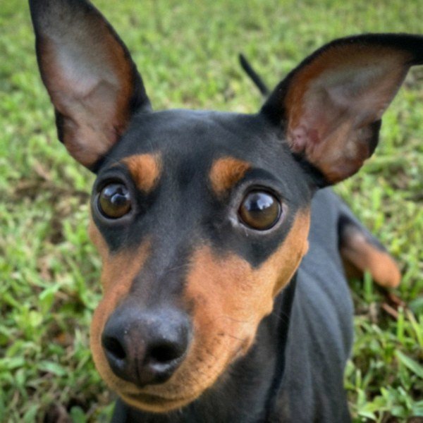 Miniature Pinscher in Tampa, Florida