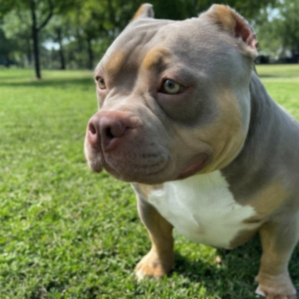 Pocket Bully in Arlington, Texas