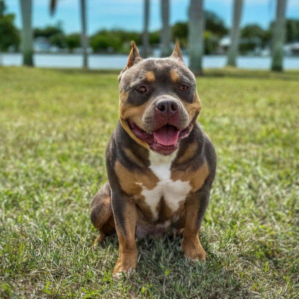 Pocket Bully in Cape Coral, Florida