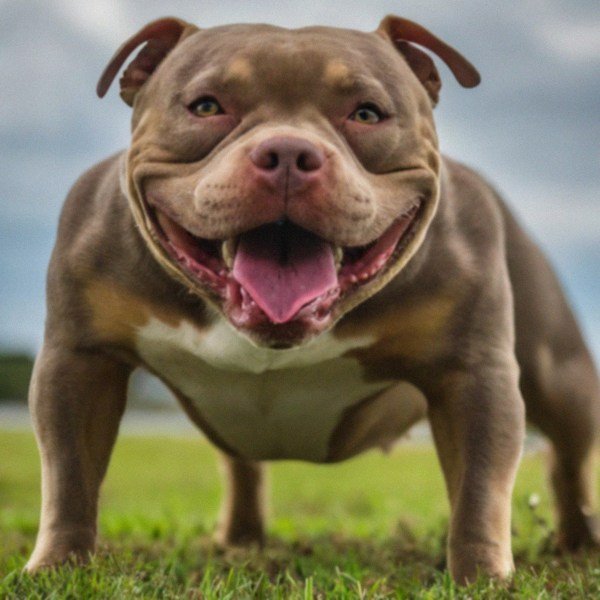 Pocket Bully in Corpus Christi, Texas