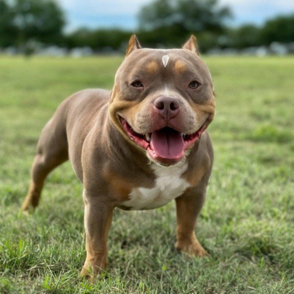 Pocket Bully in Dallas, Texas