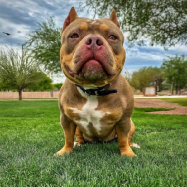 Pocket Bully in El Paso, Texas