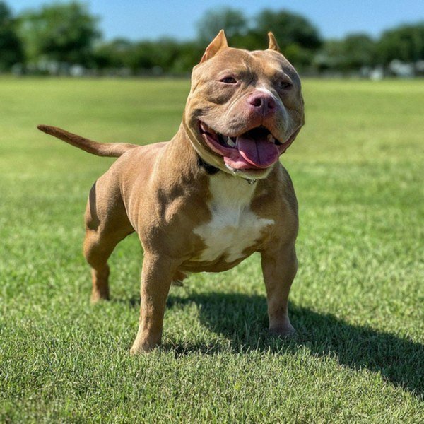 Pocket Bully in Frisco, Texas