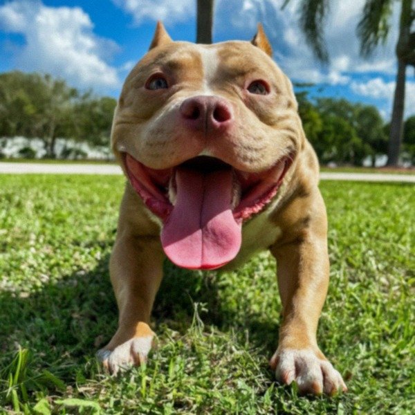 Pocket Bully in Hialeah, Florida