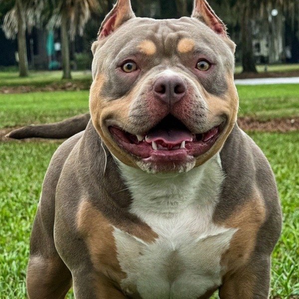 Pocket Bully in Jacksonville, Florida