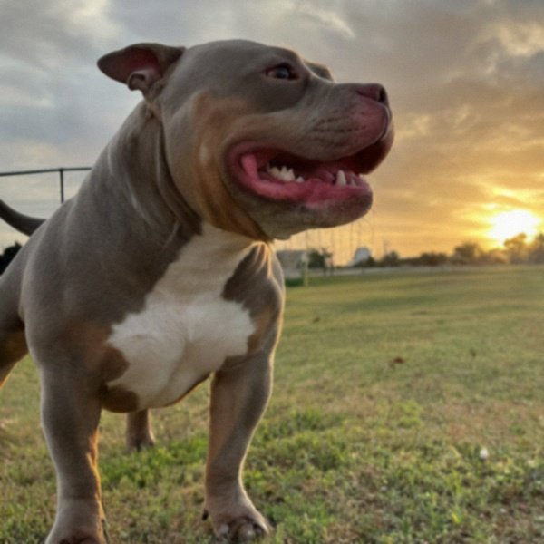 Pocket Bully in Laredo, Texas
