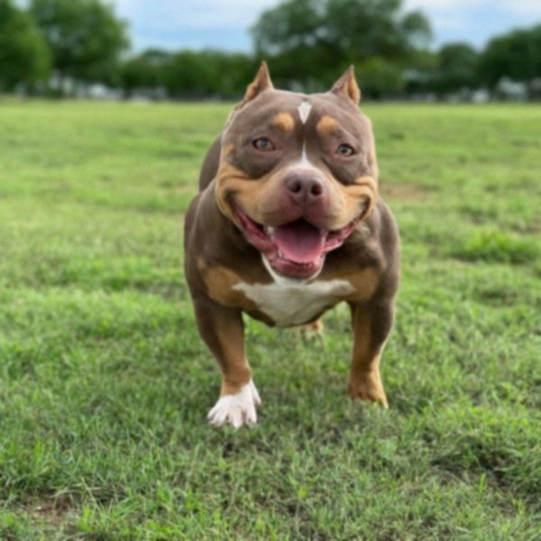 Pocket Bully in McKinney, Texas