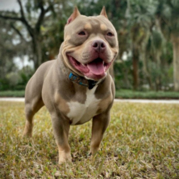 Pocket Bully in Orlando, Florida