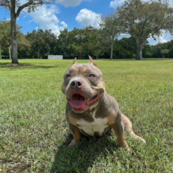 Pocket Bully in Pembroke Pines, Florida
