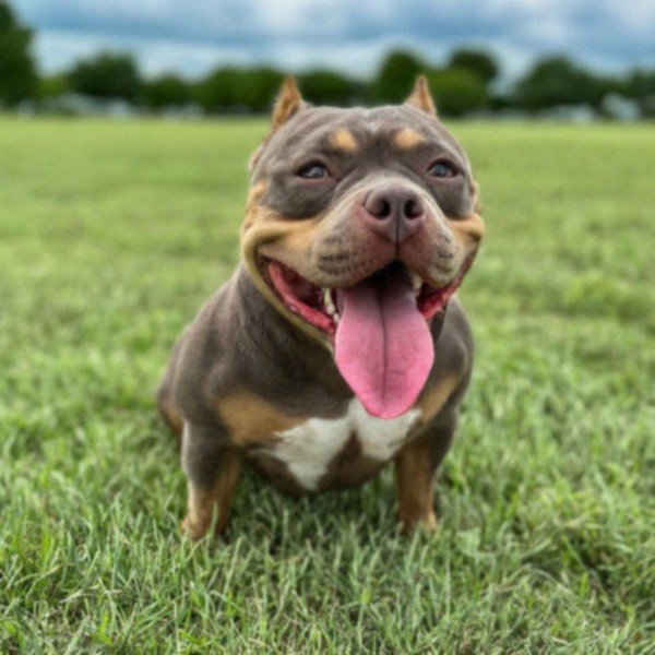 Pocket Bully in Plano, Texas