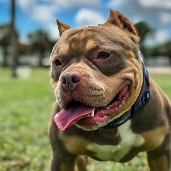 Pocket Bully in Port St. Lucie, Florida