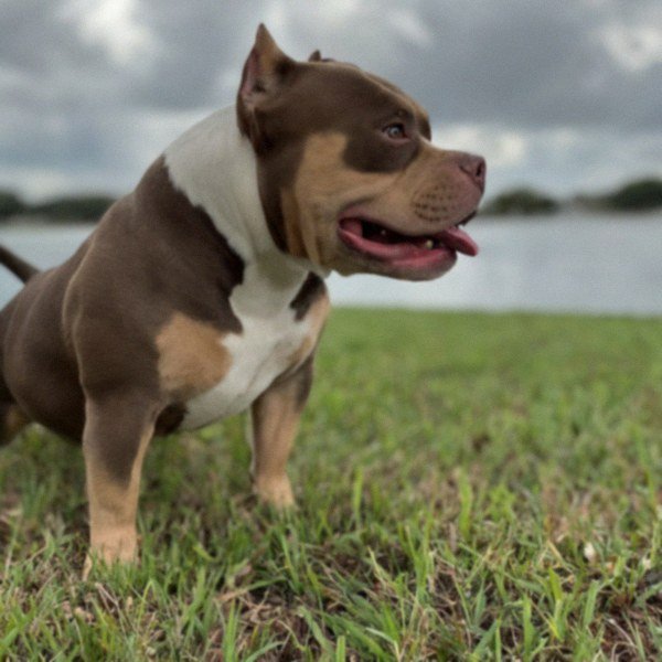 Pocket Bully in St. Petersburg, Florida